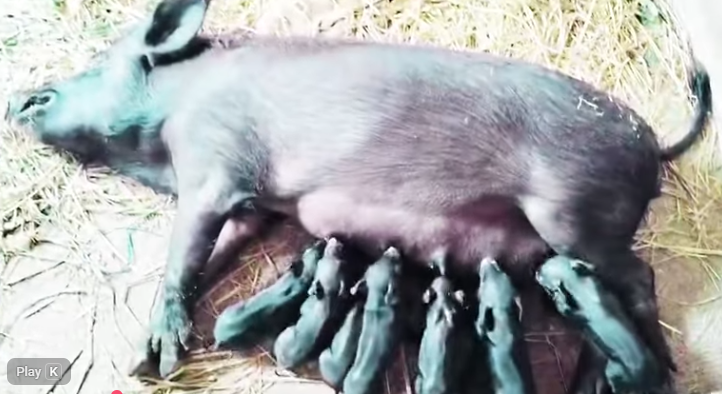 Farrowing Process Complete Guide